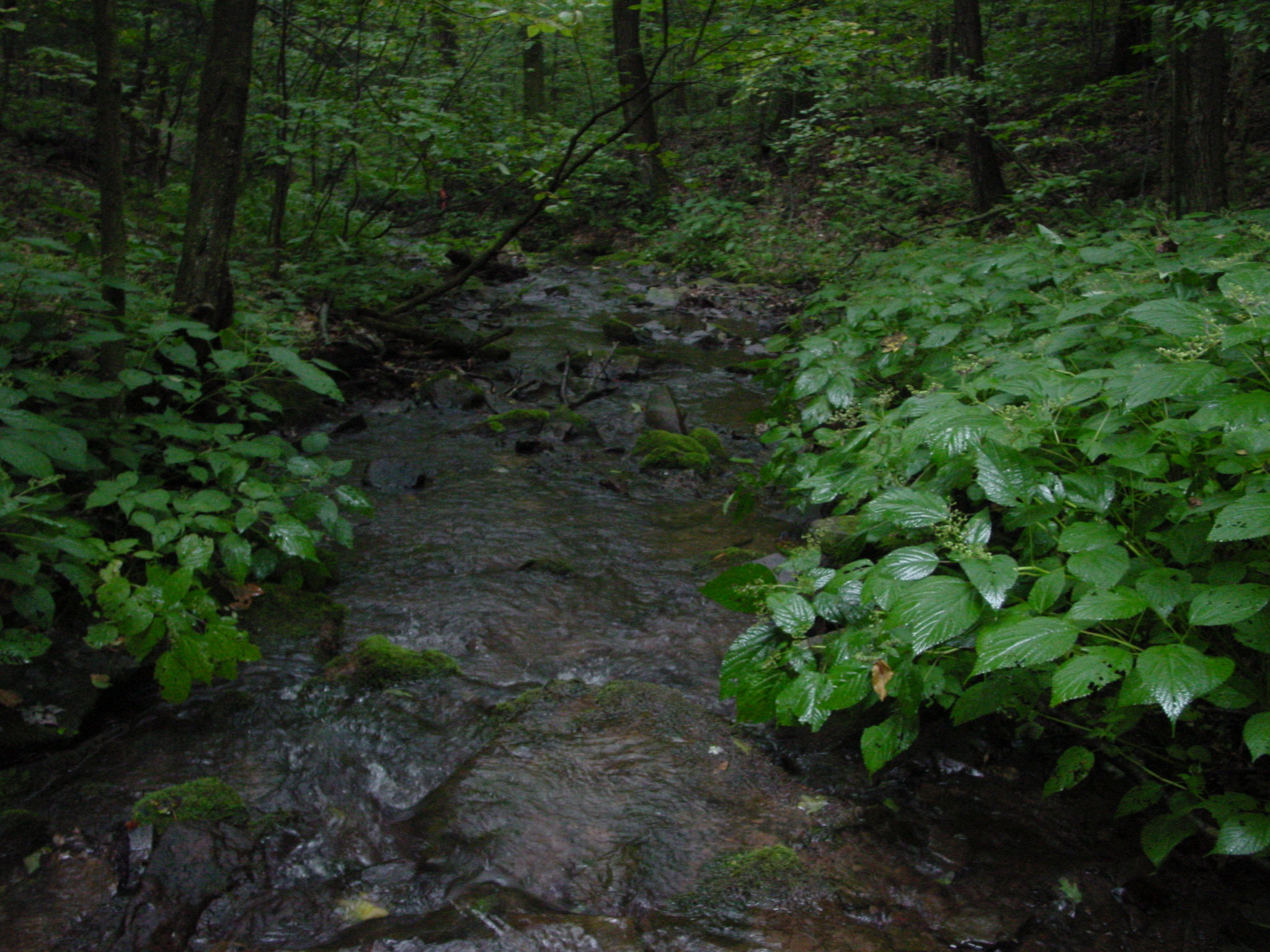 Field photo showing stream conditions at site SAVA-276-S-2003-3
