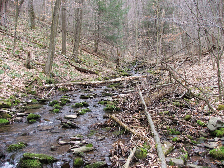 Field photo showing stream conditions at site SAVA-276-S-2008-1
