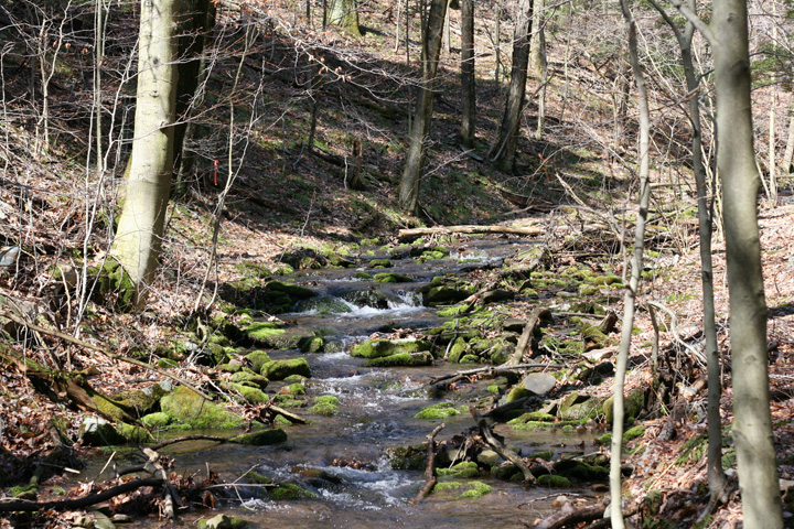 Field photo showing stream conditions at site SAVA-276-S-2009-2