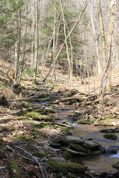 Field photo showing stream conditions at site SAVA-276-S-2010-1