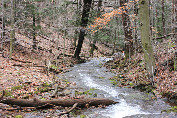 Field photo showing stream conditions at site SAVA-276-S-2011-2