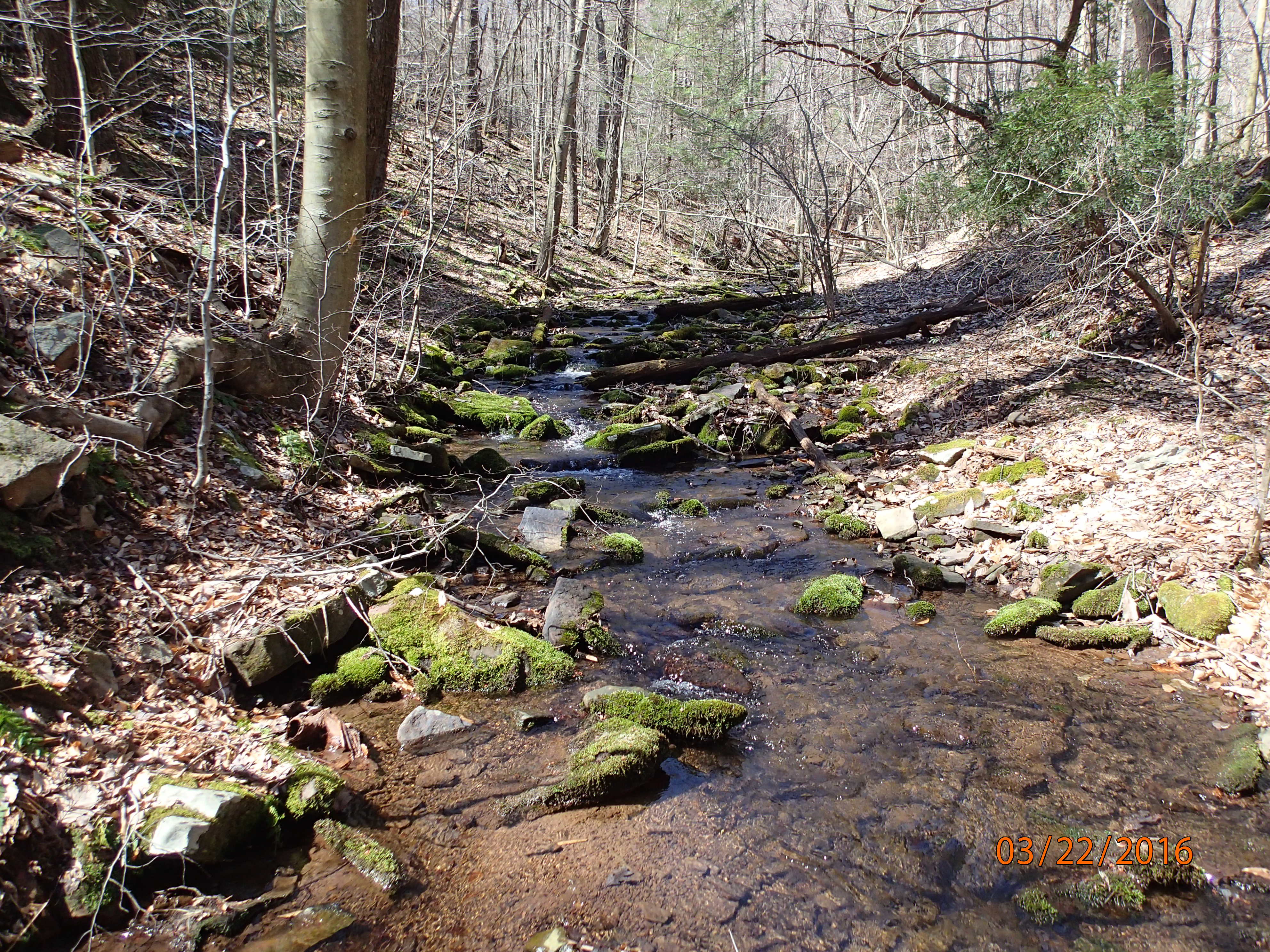 Field photo showing stream conditions at site SAVA-276-S-2016-MidpointPUpstream