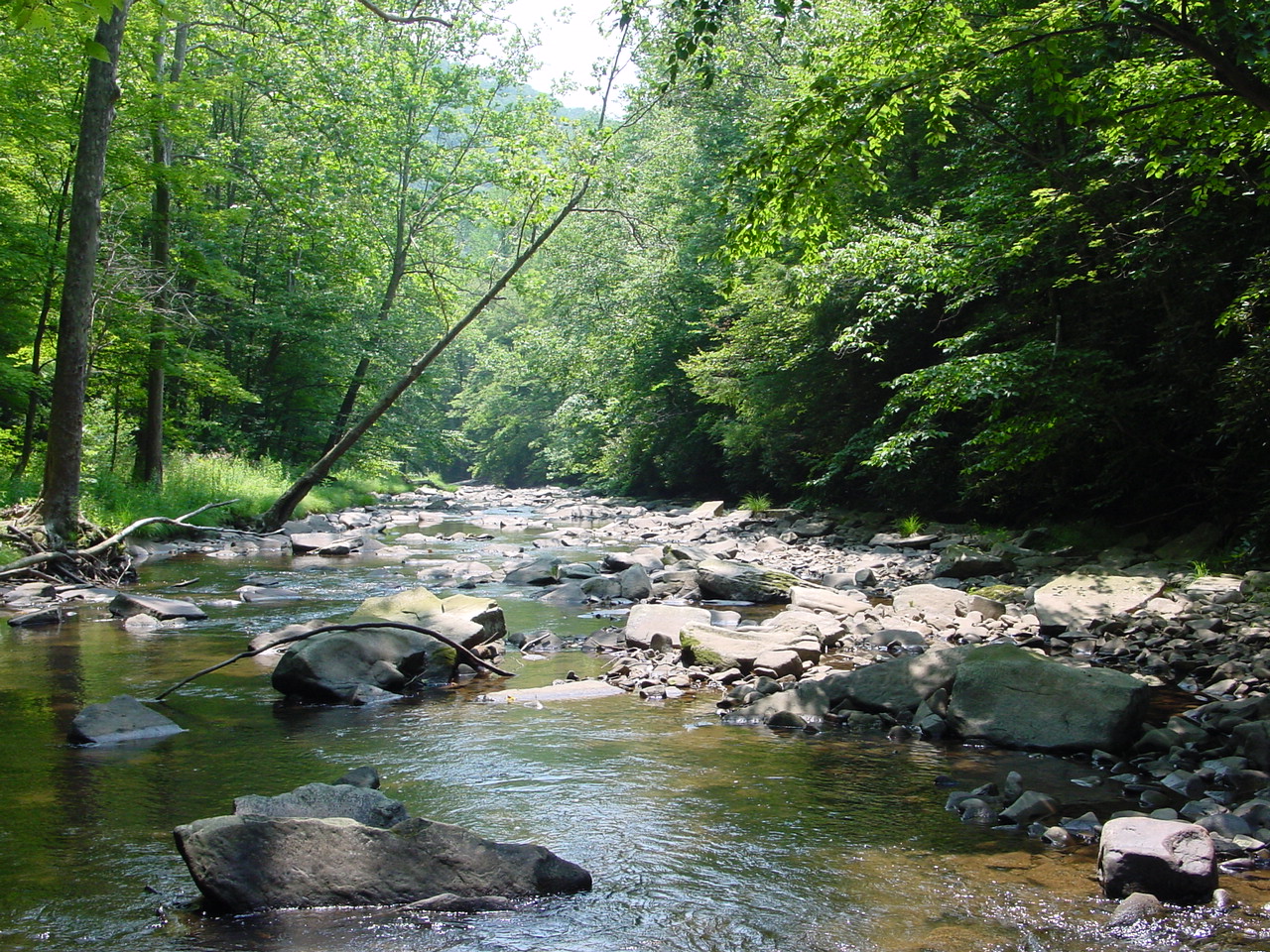 Field photo showing stream conditions at site SAVA-308-R-2002-3
