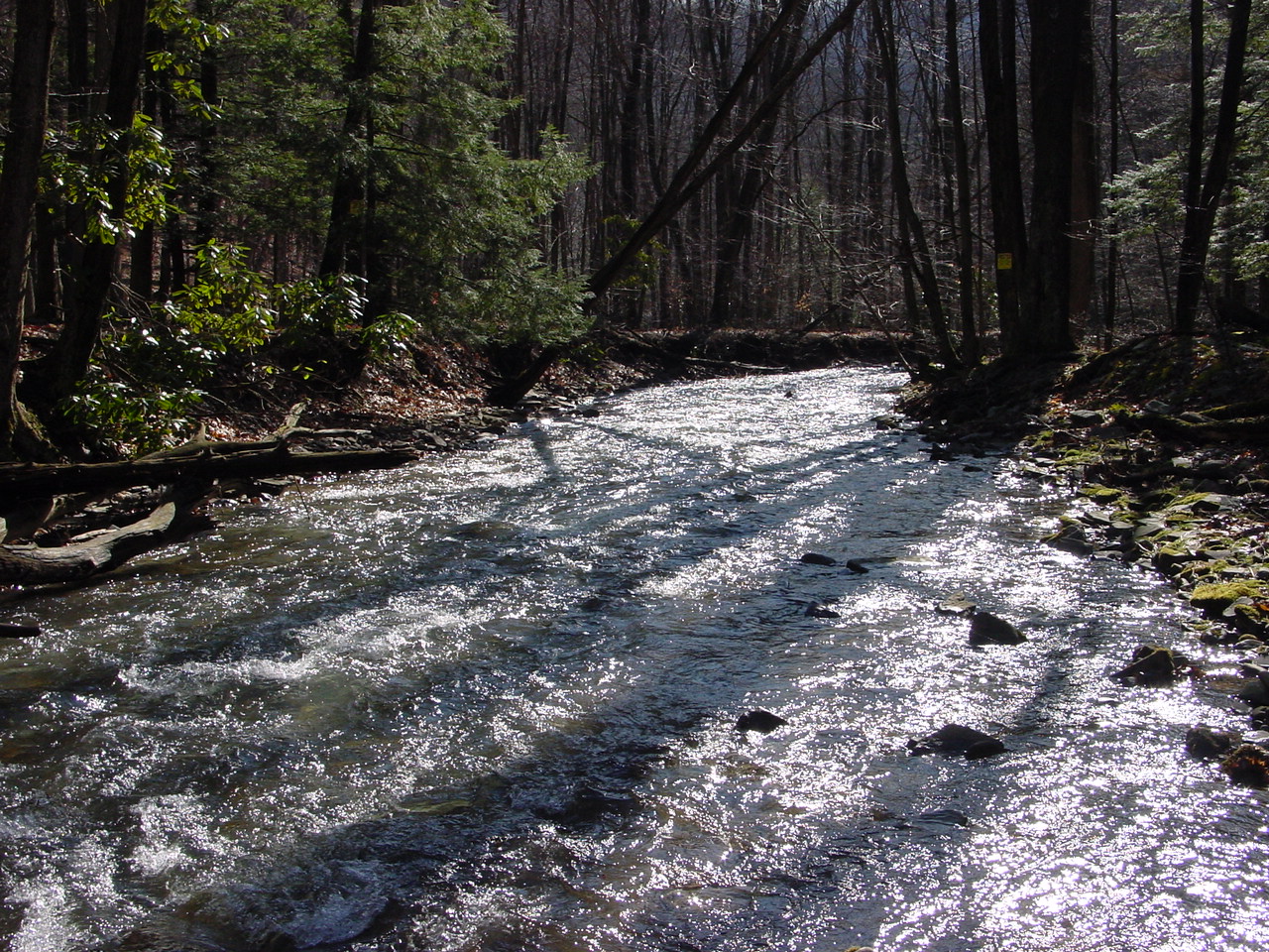Field photo showing stream conditions at site SAVA-312-R-2002-1
