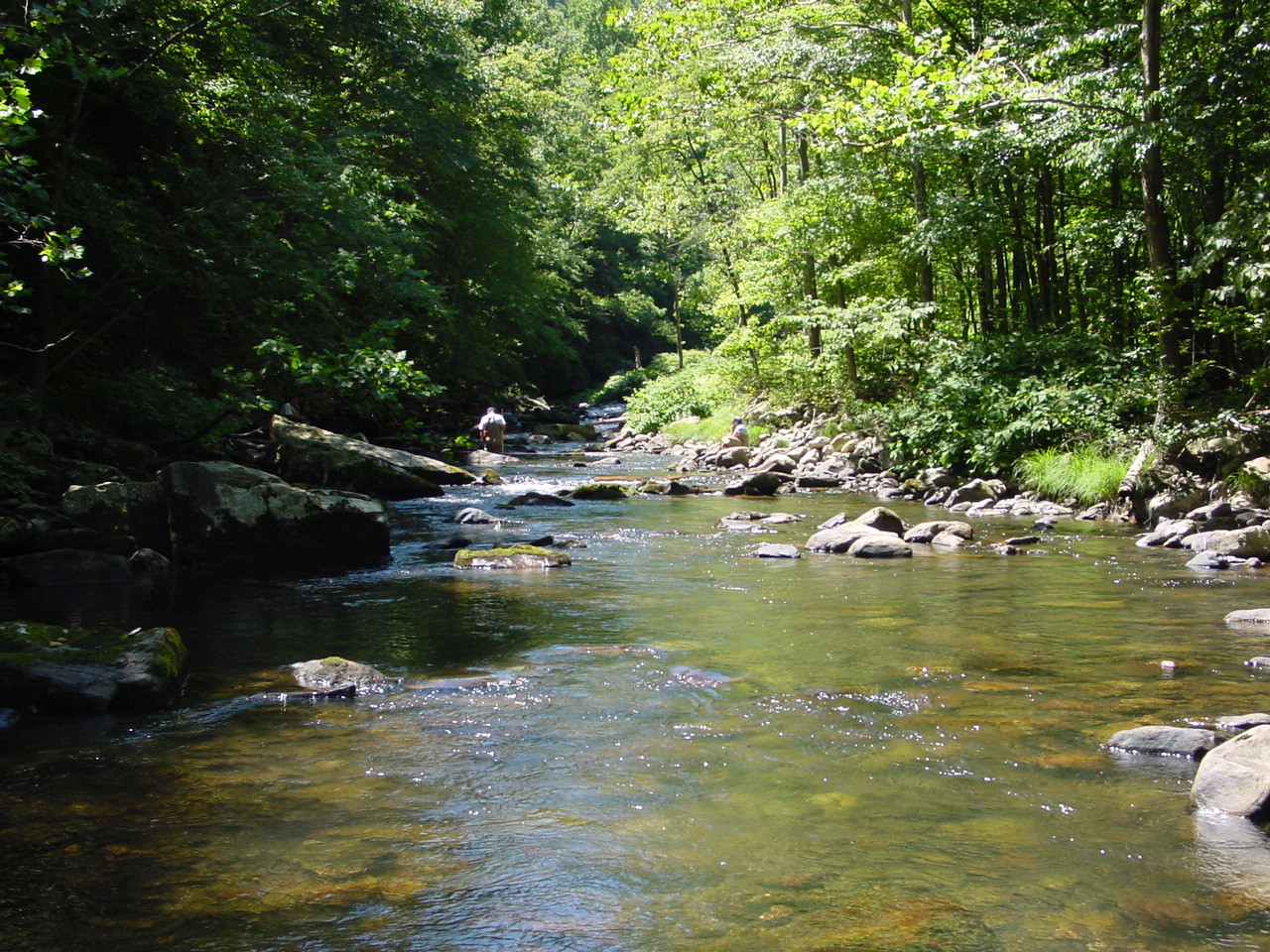 Field photo showing stream conditions at site SAVA-401-R-2002-3