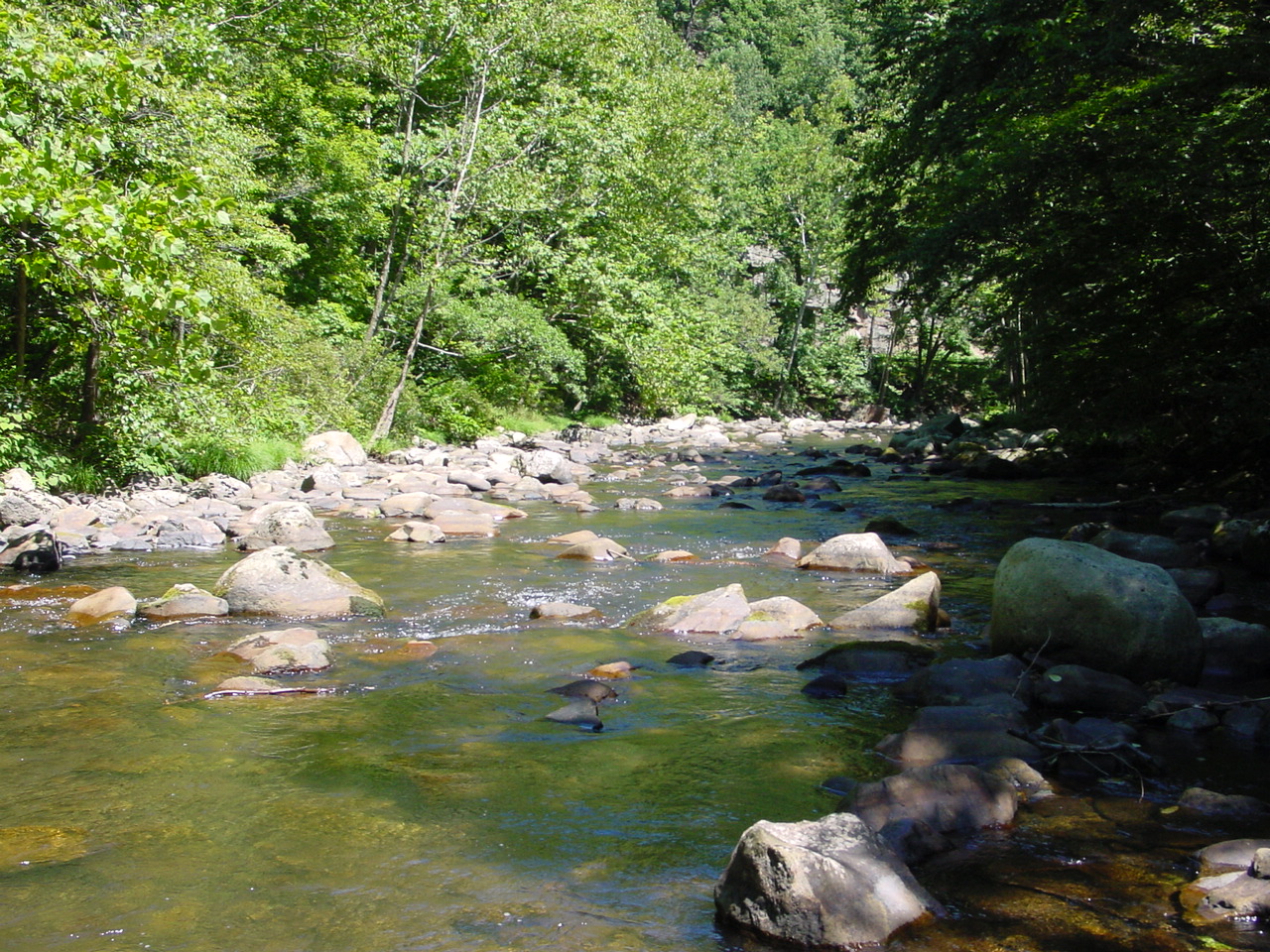 Field photo showing stream conditions at site SAVA-401-R-2002-4