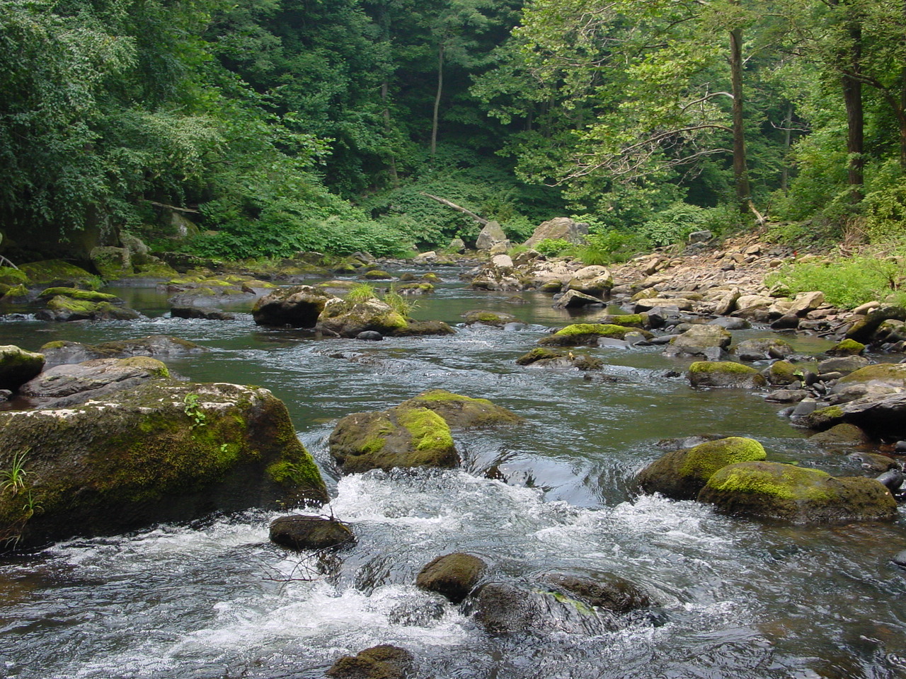 Field photo showing stream conditions at site SAVA-410-R-2002-4