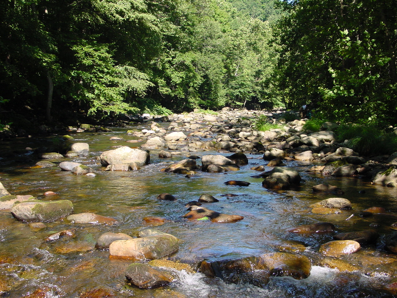 Field photo showing stream conditions at site SAVA-414-R-2002-3