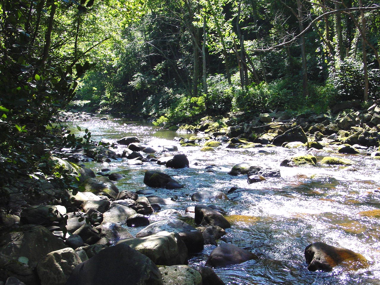 Field photo showing stream conditions at site SAVA-414-R-2002-4