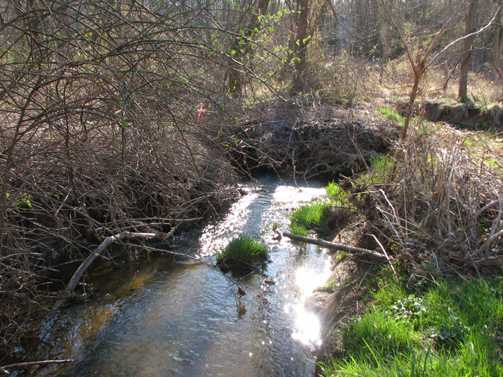 Field photo showing stream conditions at site SBPA-105-R-2007-1