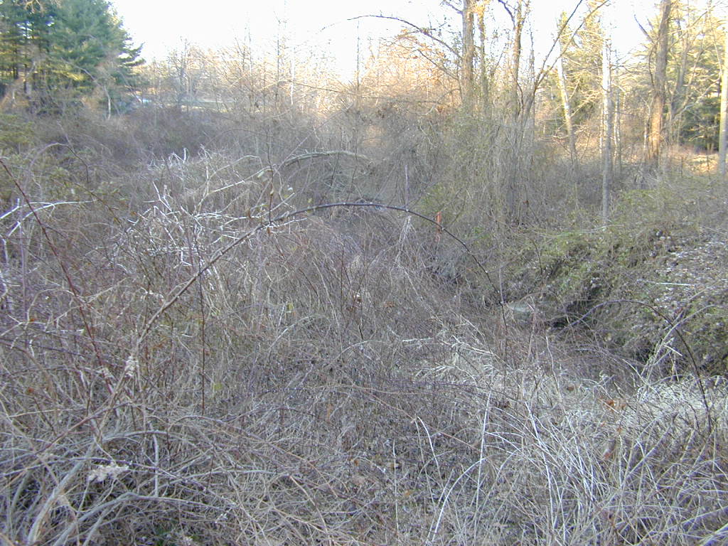 Field photo showing stream conditions at site SBPA-207-R-2000-01