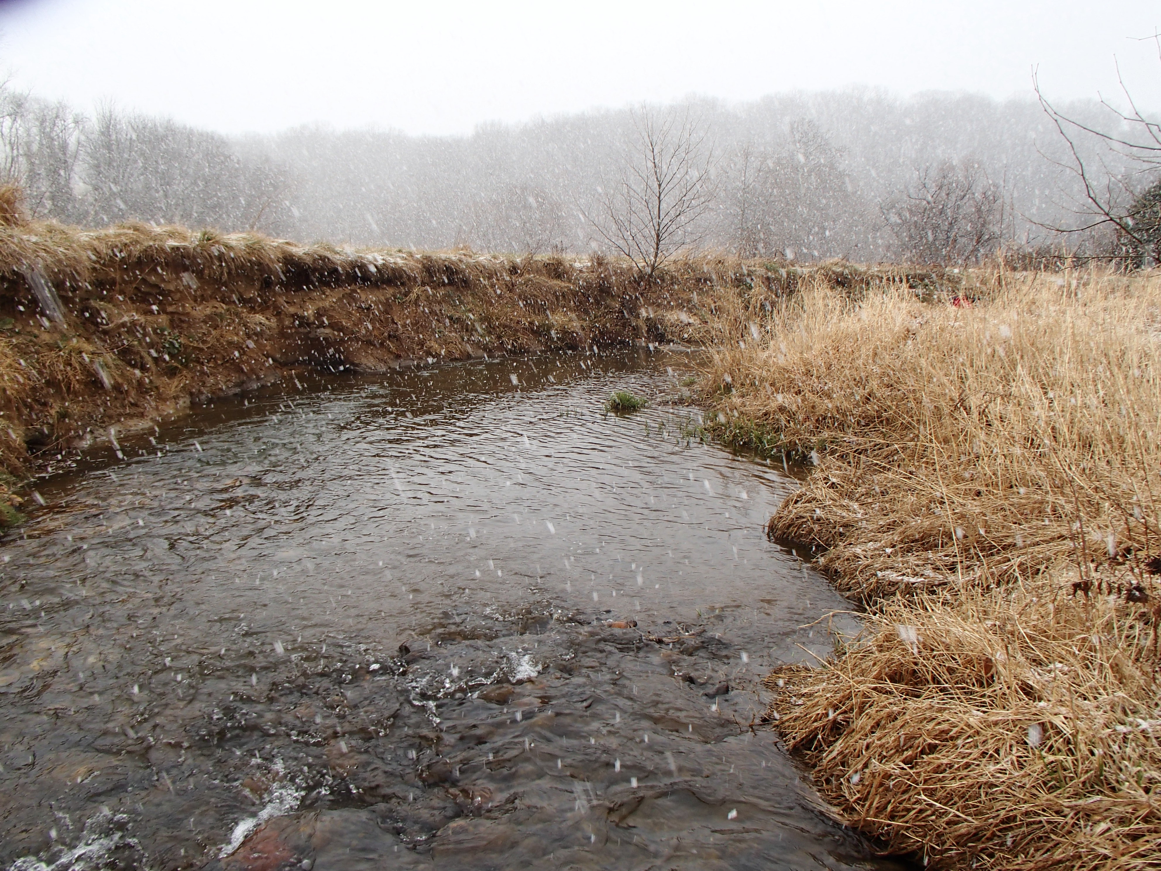 Field photo showing stream conditions at site SBPA-303-X-2017-MidpointFacingDownstream