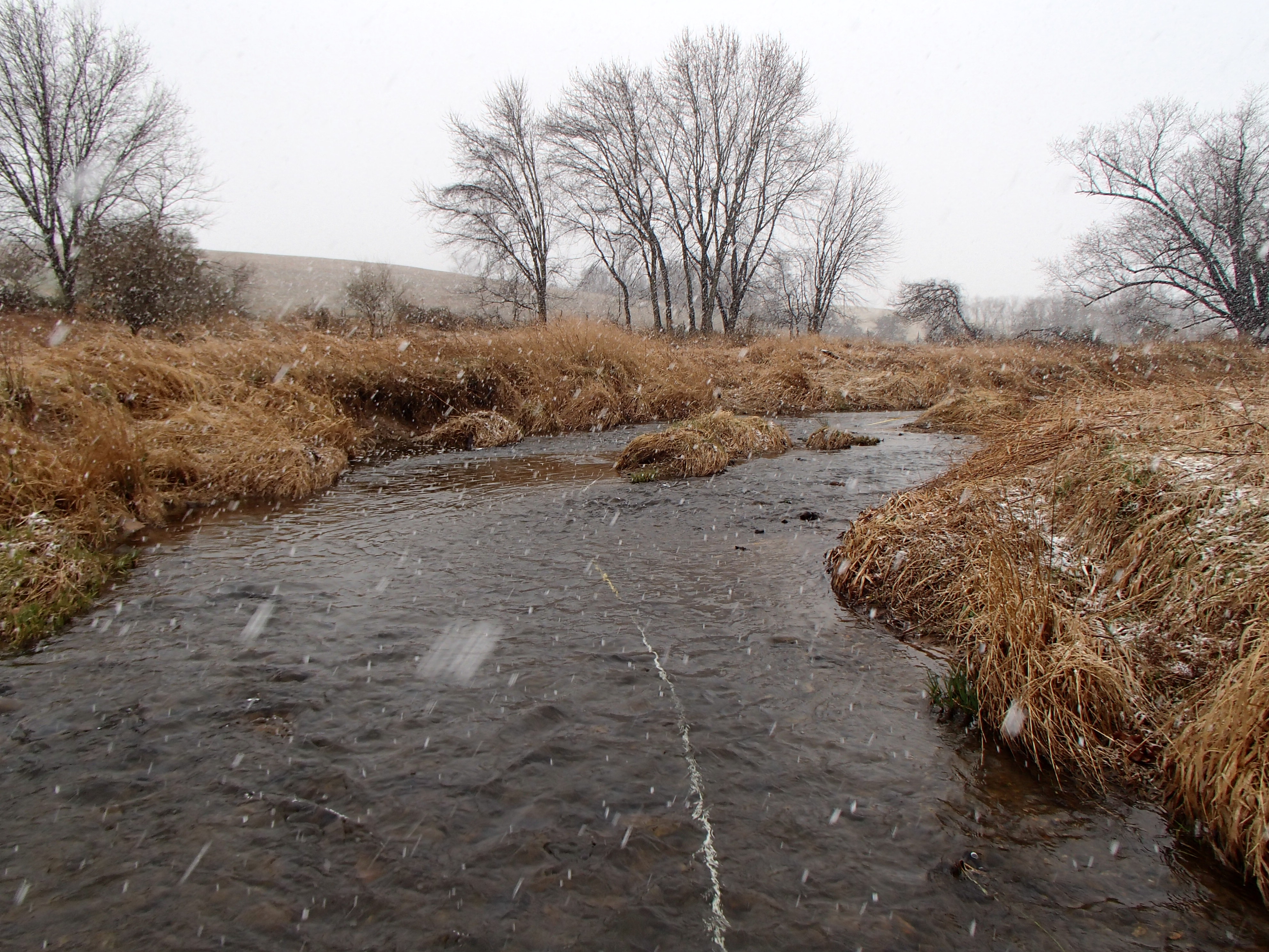 Field photo showing stream conditions at site SBPA-303-X-2017-MidpointFacingUpstream