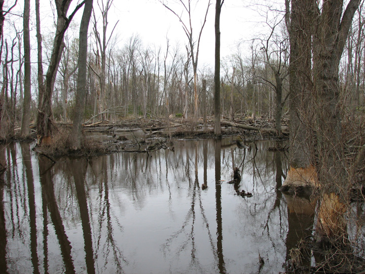 Field photo showing stream conditions at site SEAS-111-B-2007-1
