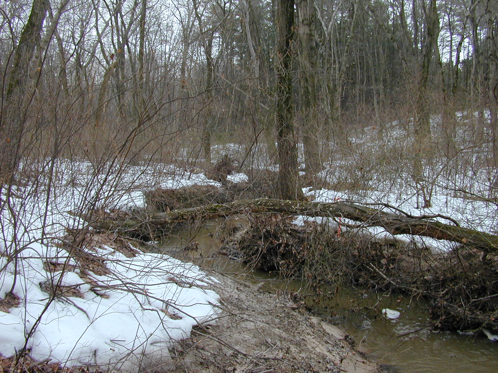 Field photo showing stream conditions at site SEVE-106-R-2003-0831