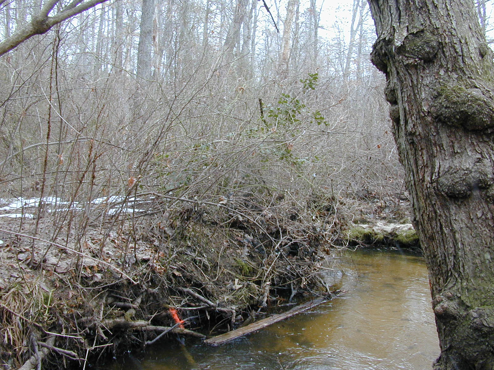 Field photo showing stream conditions at site SEVE-108-R-2003-0832