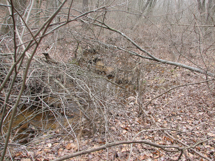 Field photo showing stream conditions at site SEVE-110-R-2008-2