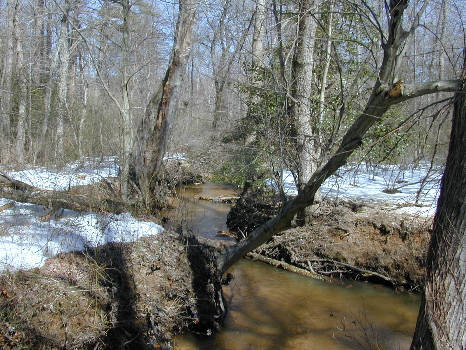 Field photo showing stream conditions at site SEVE-203-R-2003-0823