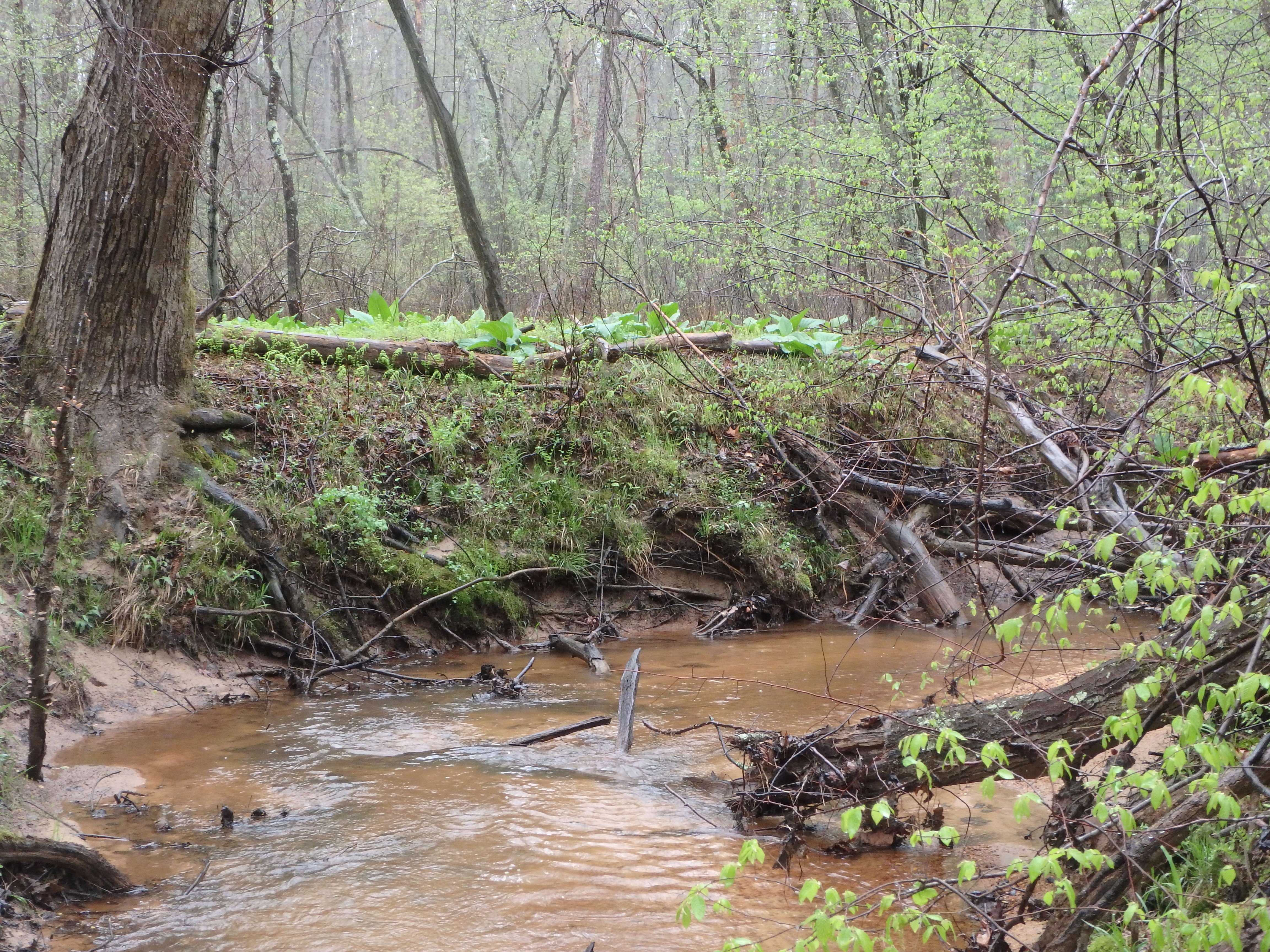 Field photo showing stream conditions at site SEVE-206-X-2017-MidpointAtPLookingDownstream