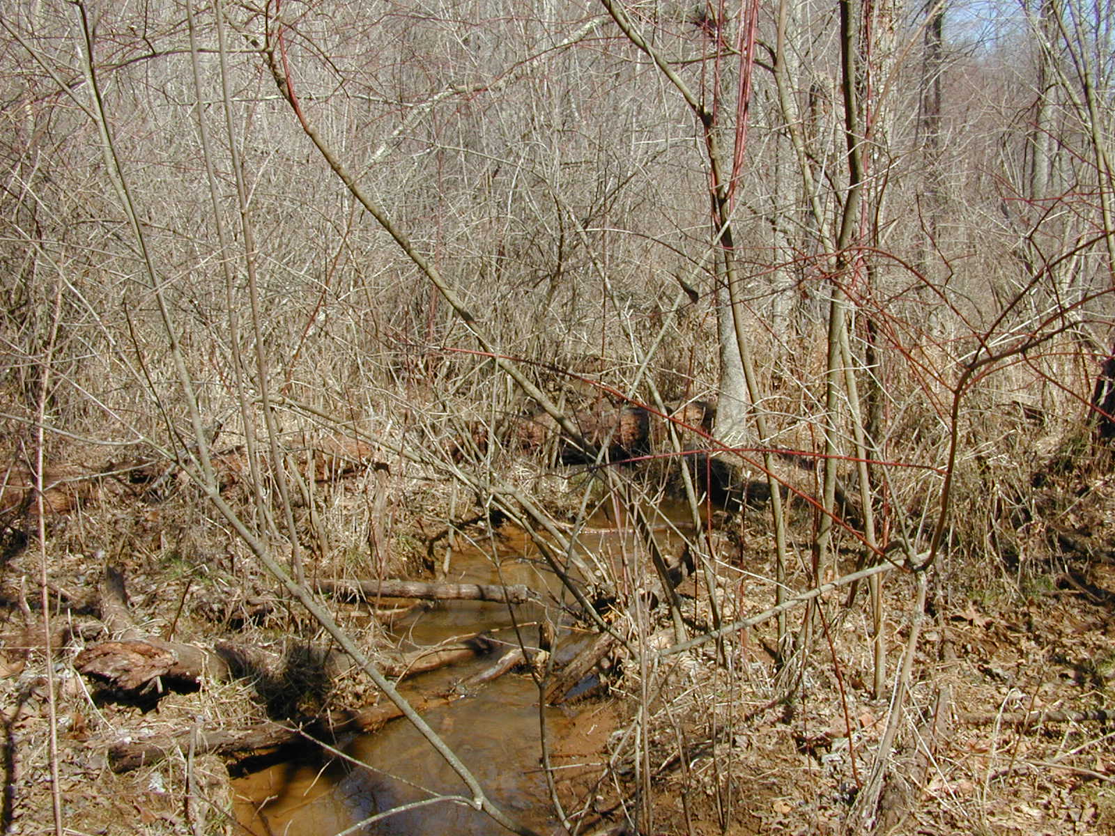 Field photo showing stream conditions at site SOUT-101-R-2002-1
