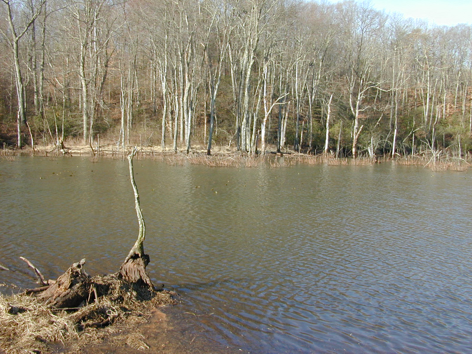 Field photo showing stream conditions at site SOUT-102-R-2002-1