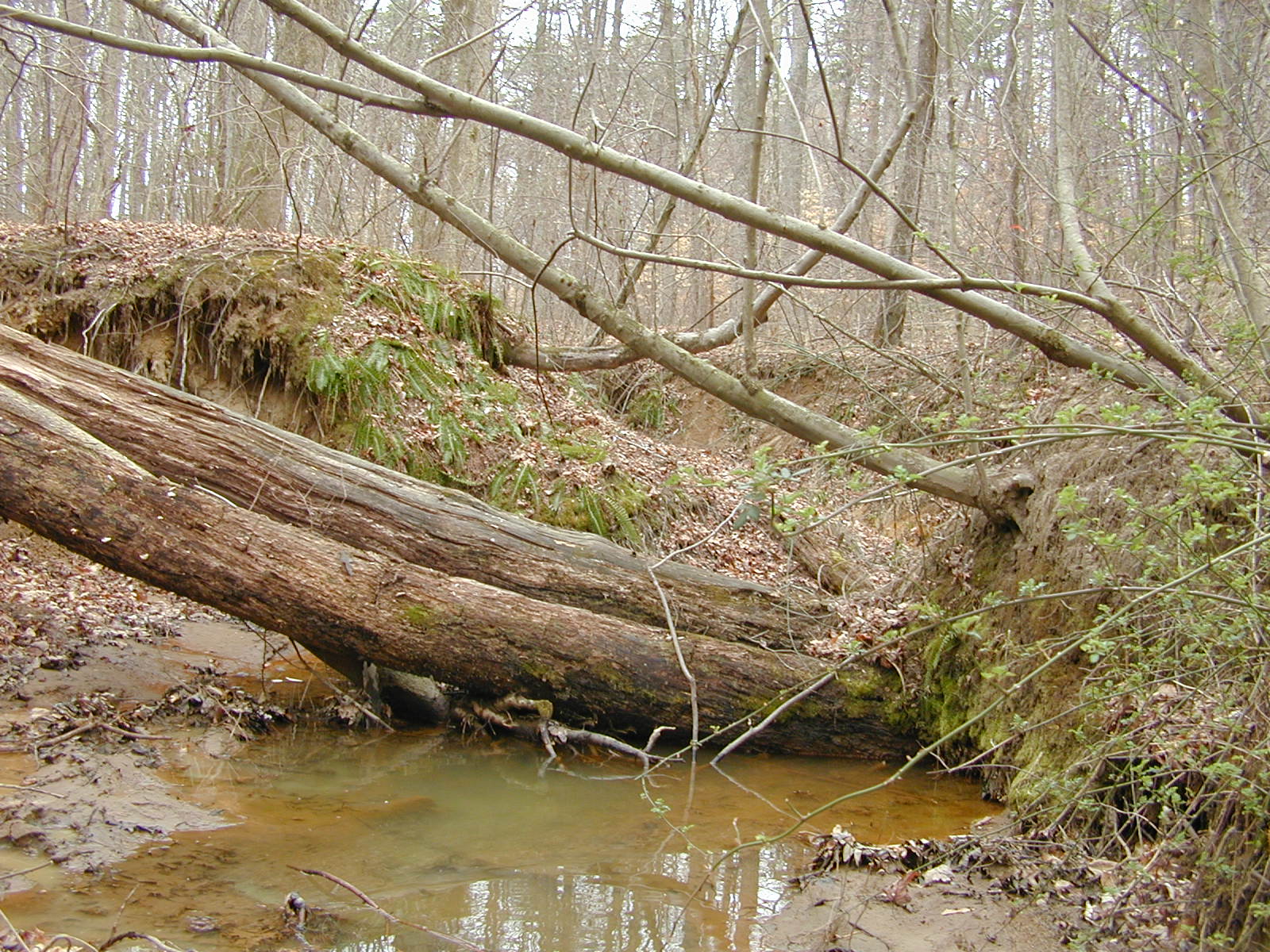 Field photo showing stream conditions at site SOUT-109-R-2002-2
