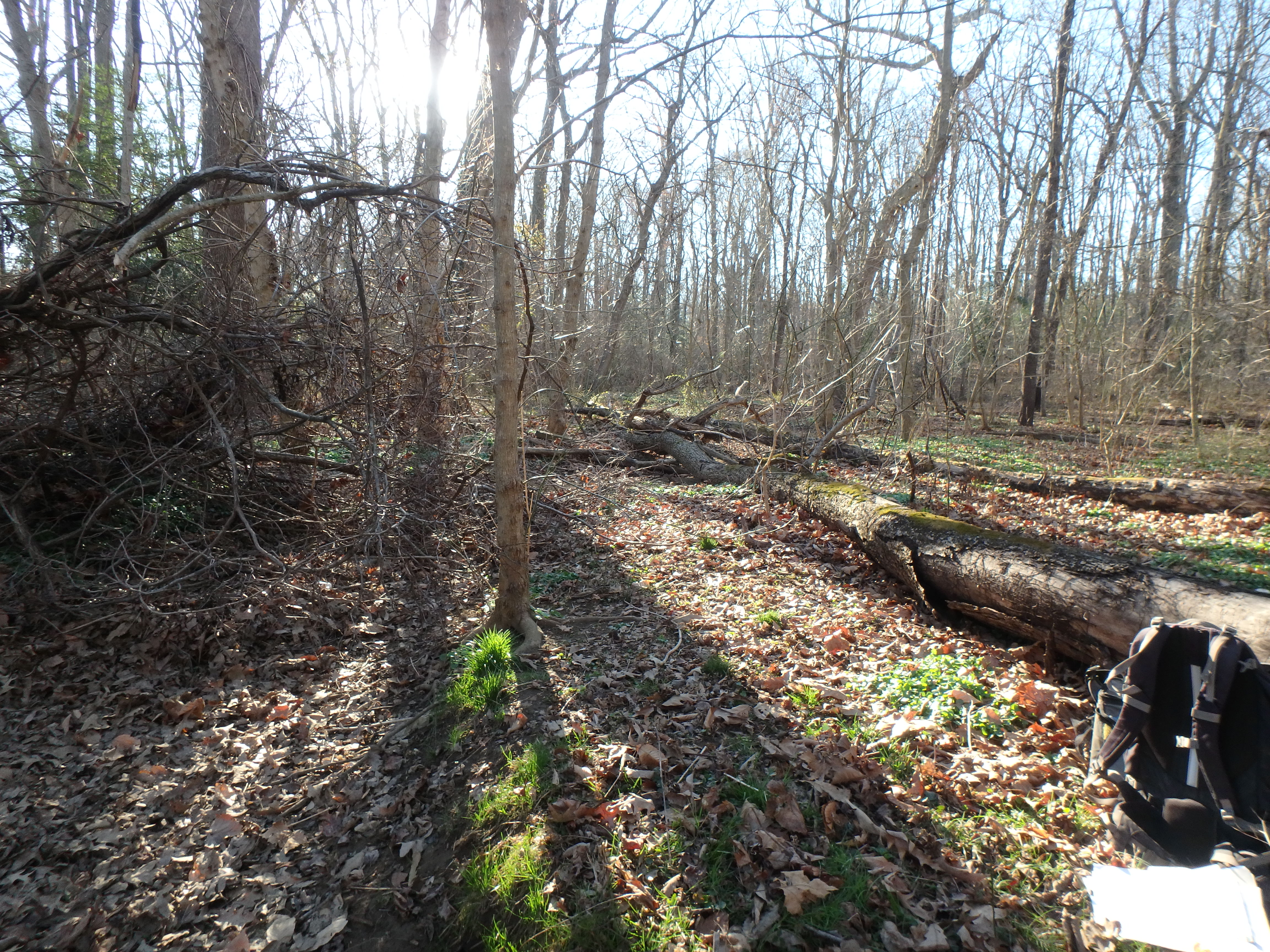 Field photo showing stream conditions at site SOUT-109-R-2017-MidpointLookingDownstream