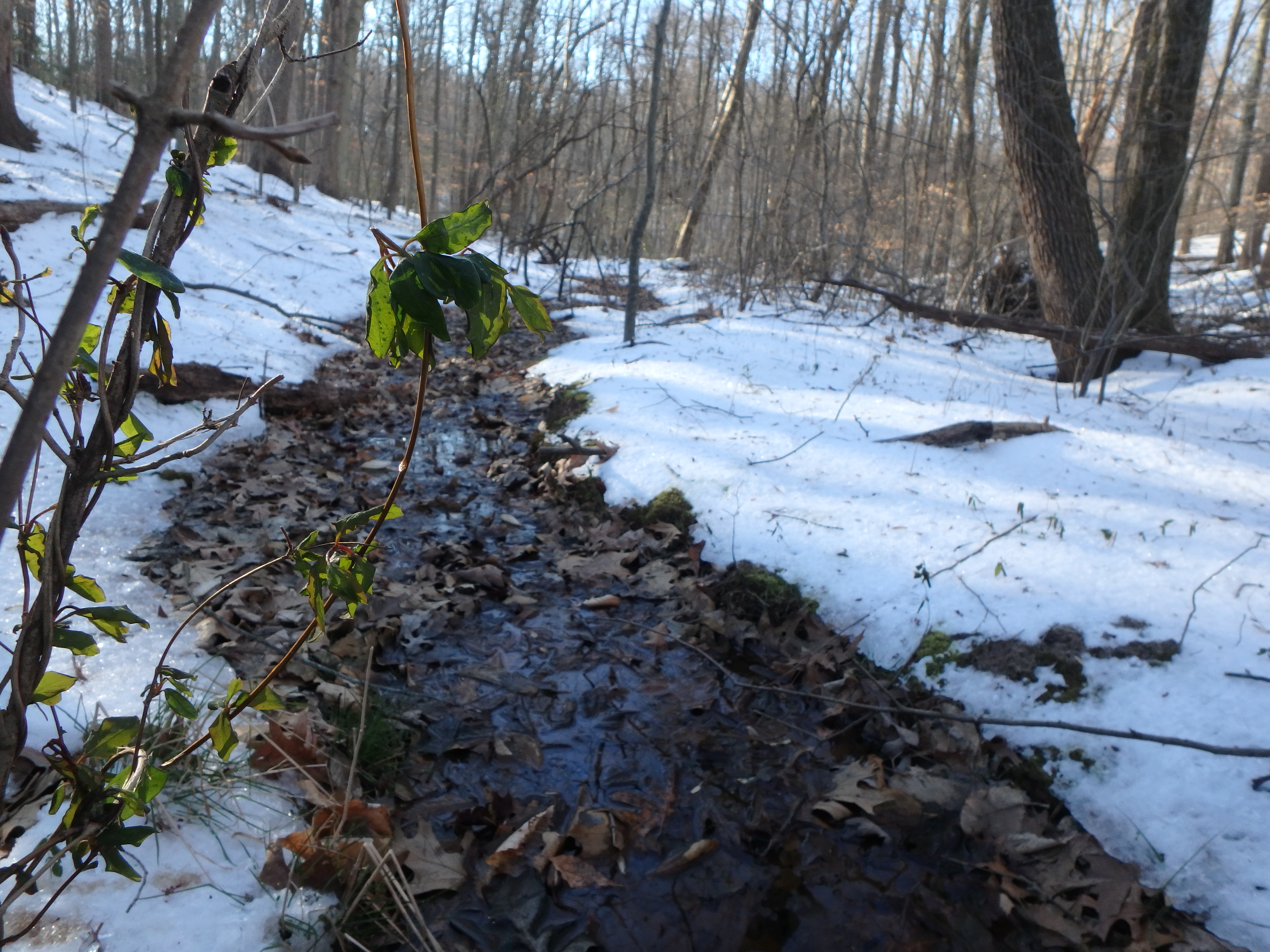 Field photo showing stream conditions at site SOUT-122-R-2017-MidpointLookingDownstream
