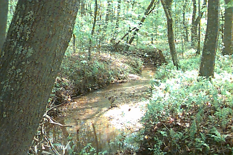 Field photo showing stream conditions at site STCL-051-S-2000-02