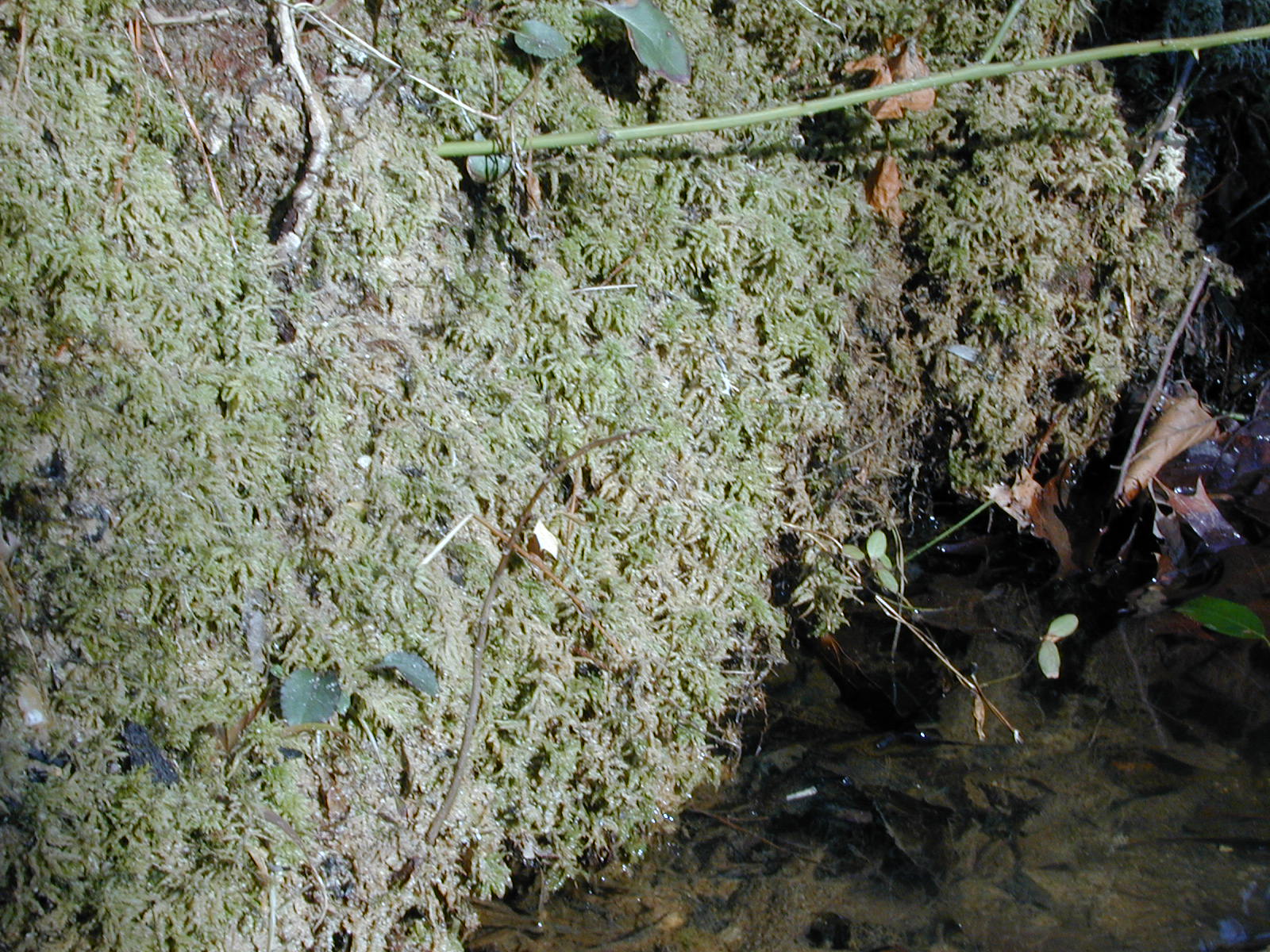 Field photo showing stream conditions at site STCL-051-S-2001-2