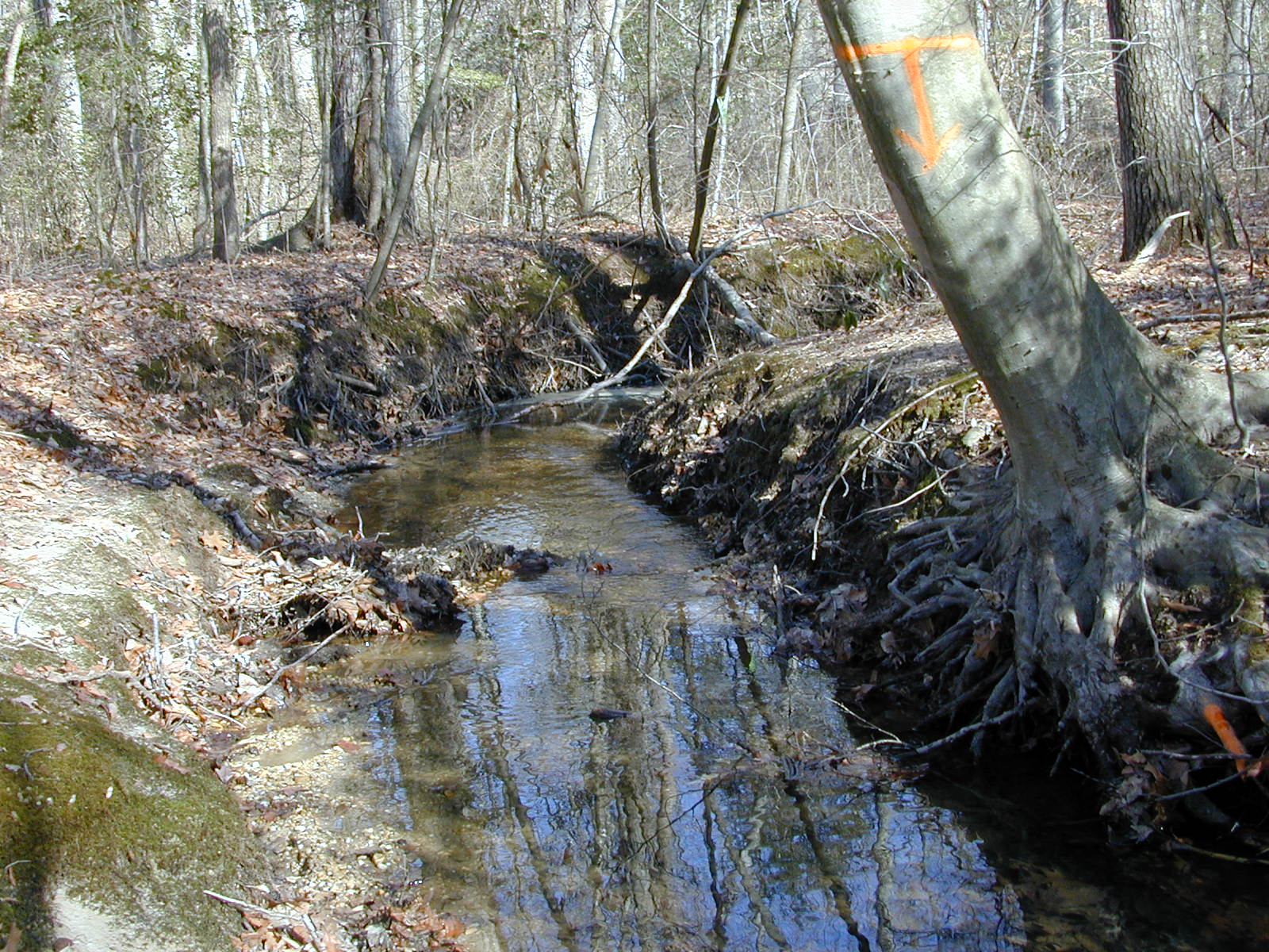 Field photo showing stream conditions at site STCL-051-S-2001-4