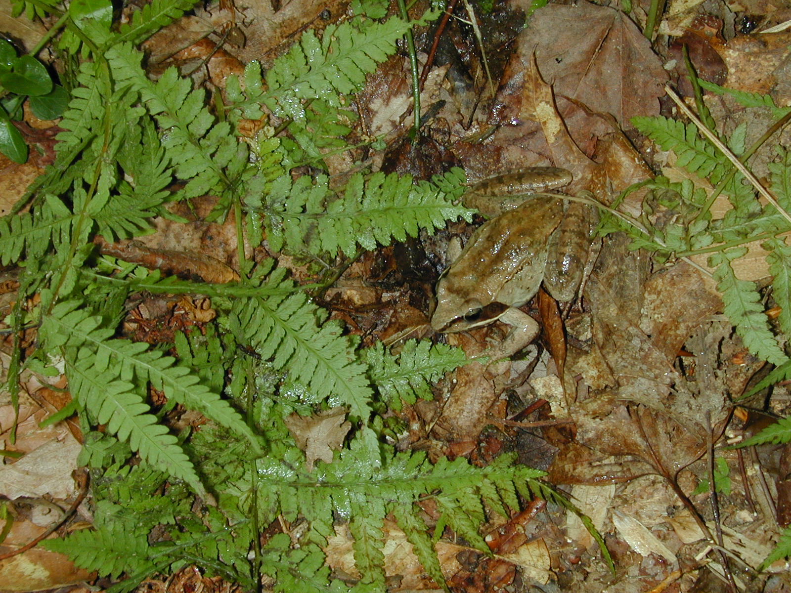 Field photo showing stream conditions at site STCL-051-S-2001-5