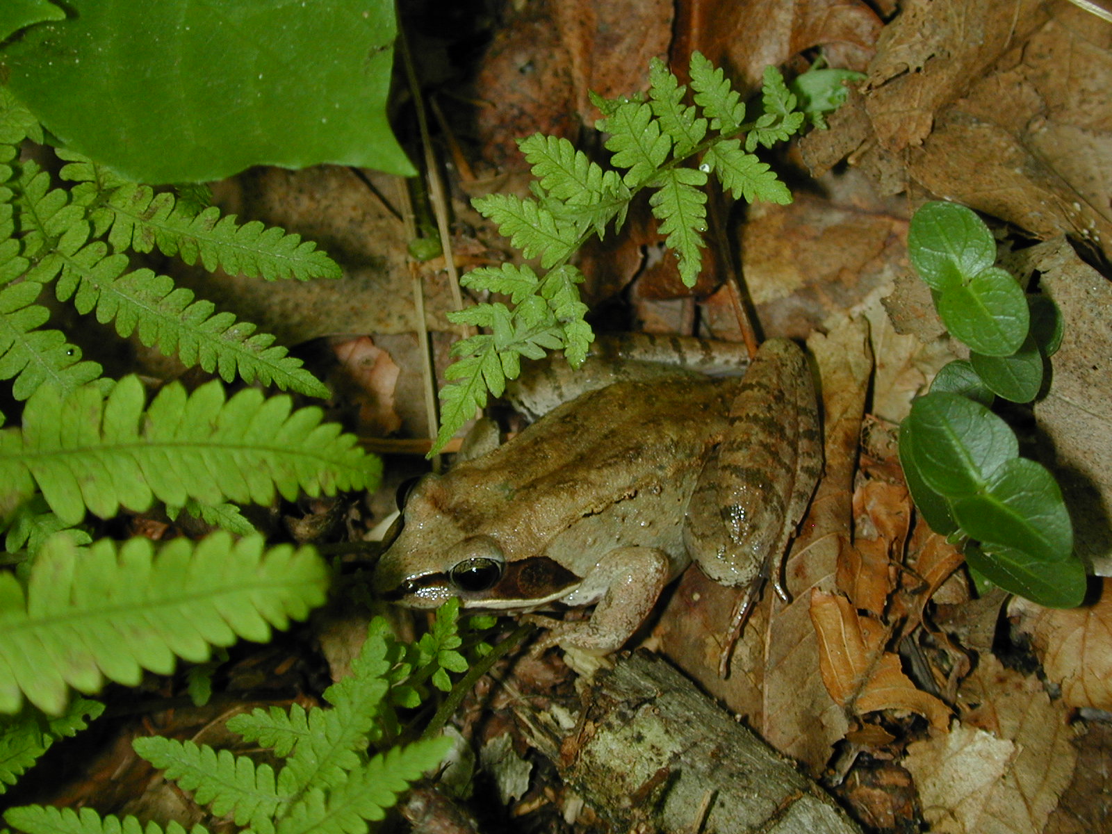 Field photo showing stream conditions at site STCL-051-S-2001-6