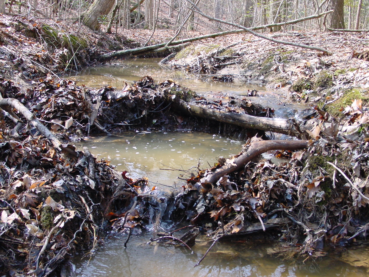 Field photo showing stream conditions at site STCL-051-S-2003-1
