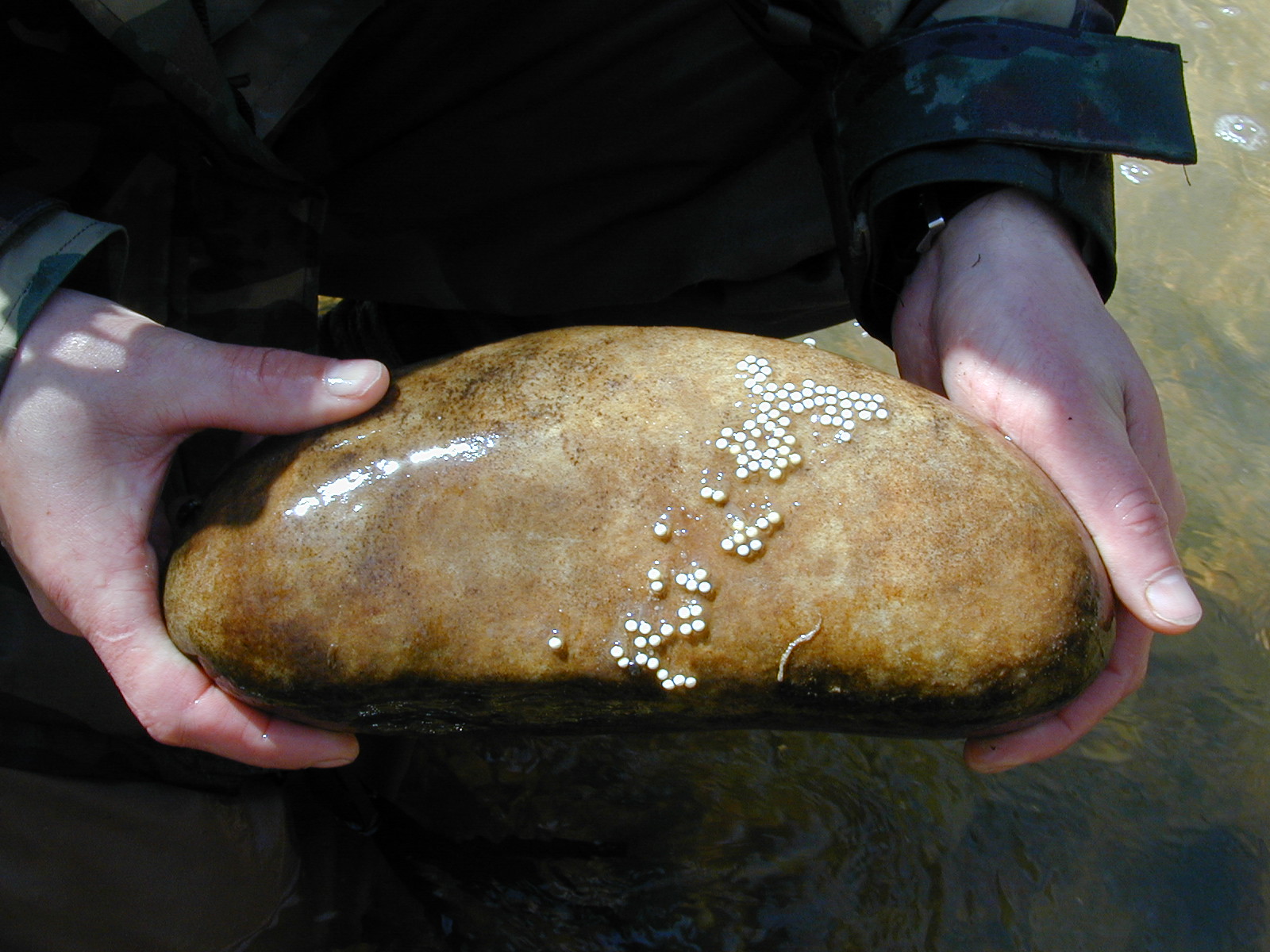 Field photo showing stream conditions at site STCL-051-S-2004-3