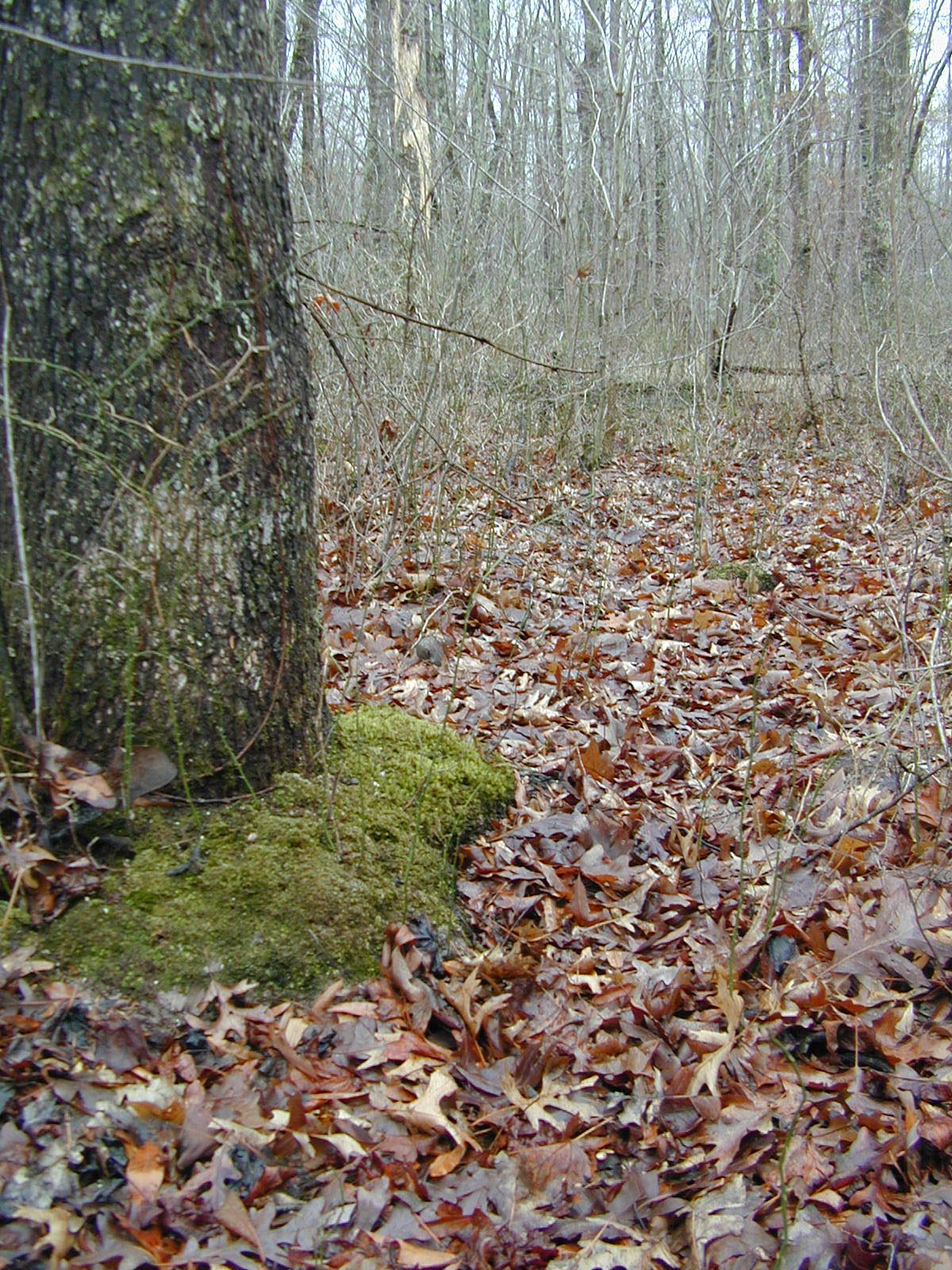 Field photo showing stream conditions at site STCL-102-R-2002-427