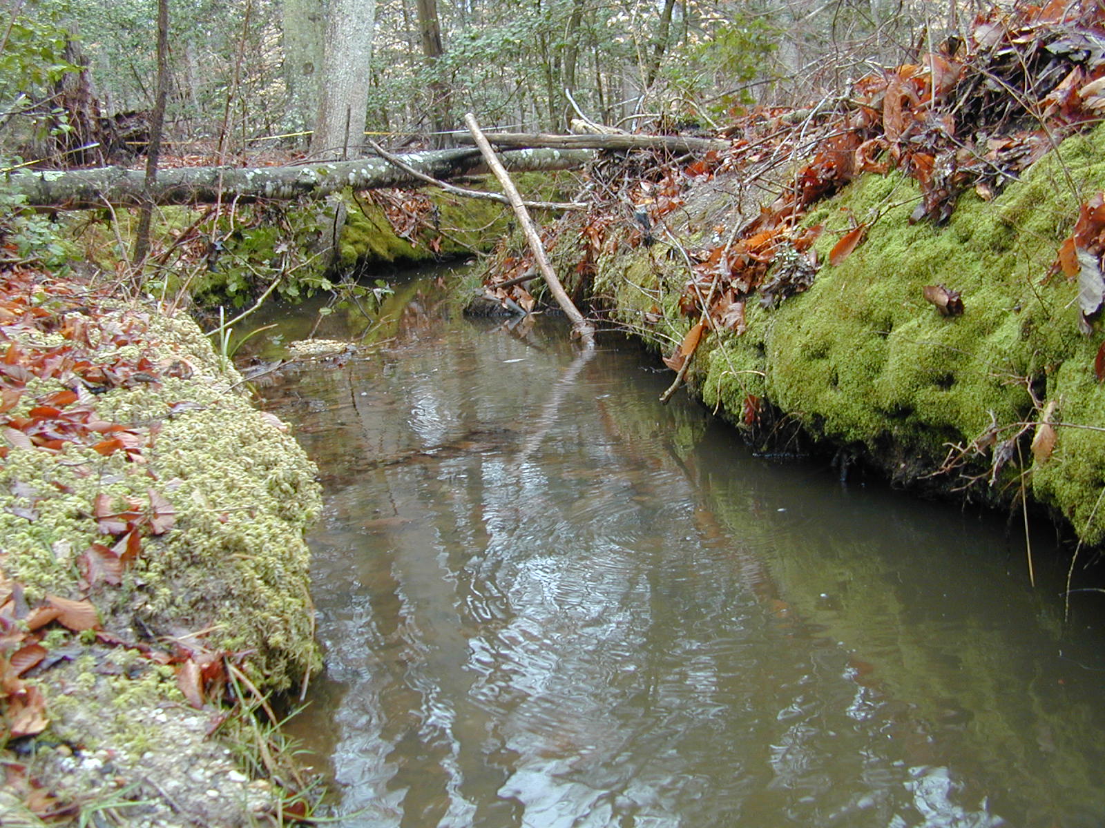 Field photo showing stream conditions at site STCL-112-R-2002-403