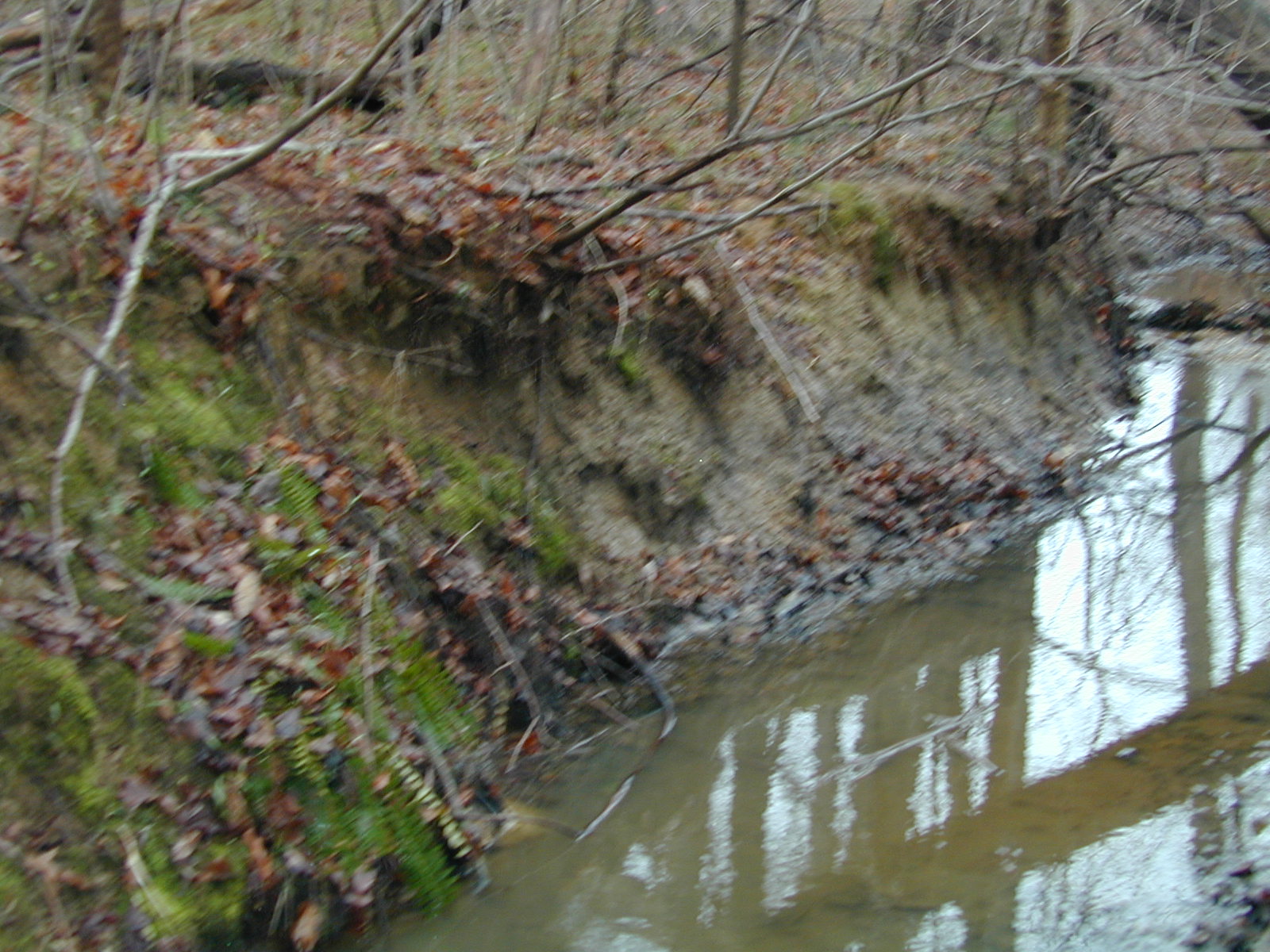 Field photo showing stream conditions at site STCL-116-R-2002-404