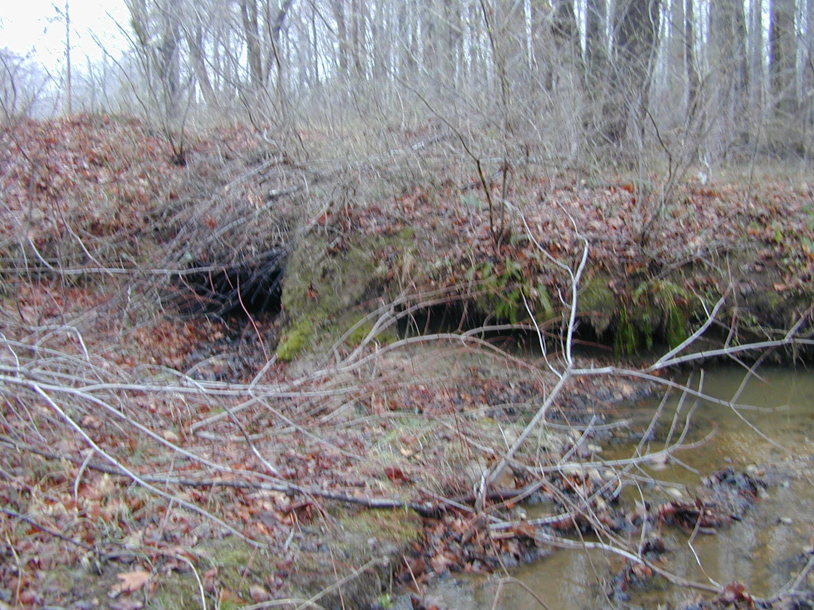 Field photo showing stream conditions at site STCL-116-R-2002-405