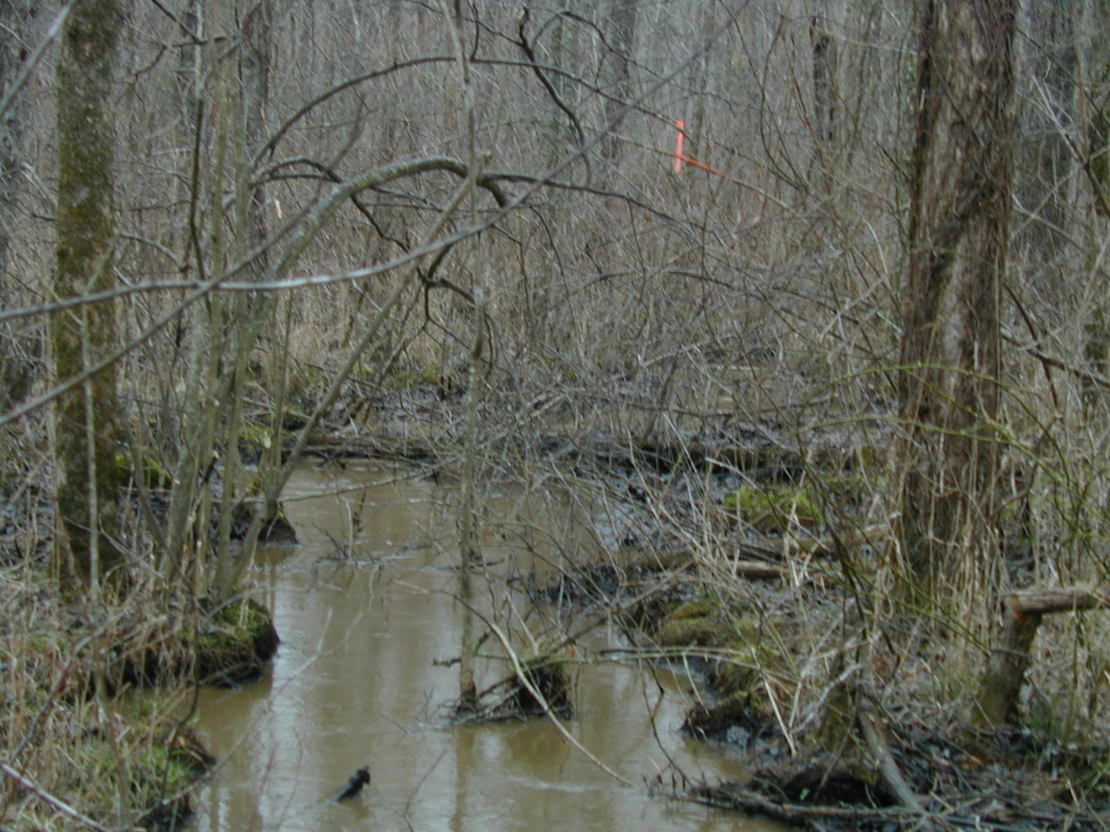 Field photo showing stream conditions at site STCL-213-R-2002-394