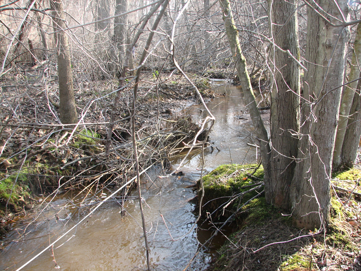 Field photo showing stream conditions at site STIL-108-B-2008-2