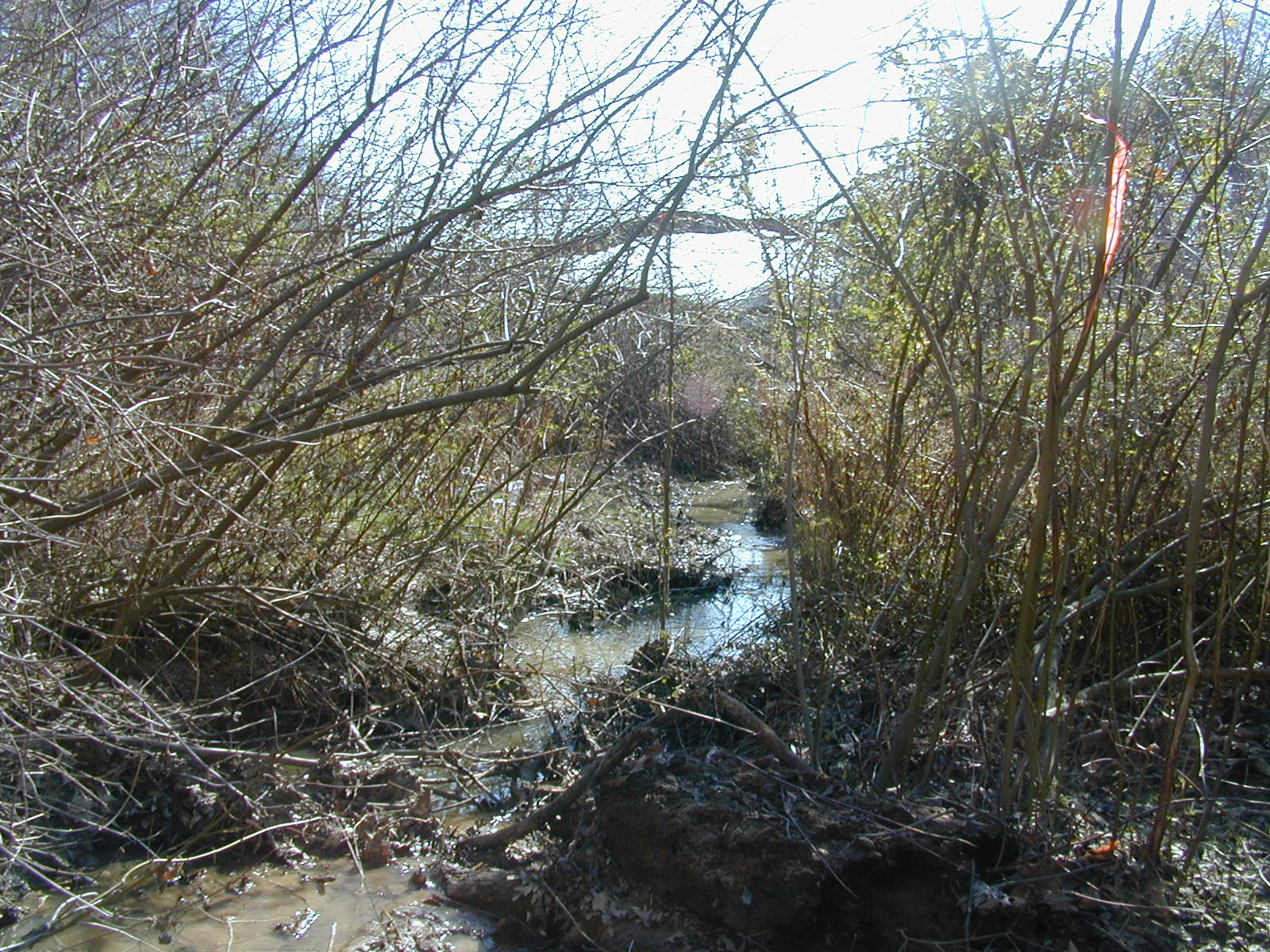Field photo showing stream conditions at site STIL-114-R-2001-2