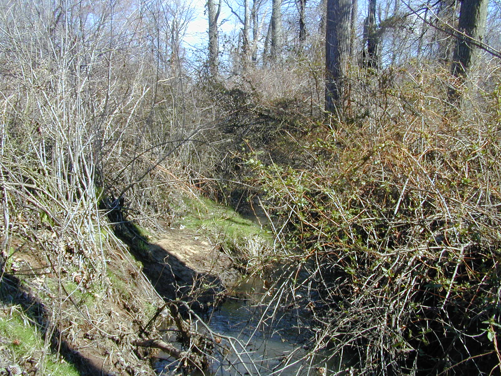 Field photo showing stream conditions at site STIL-207-R-2001-1