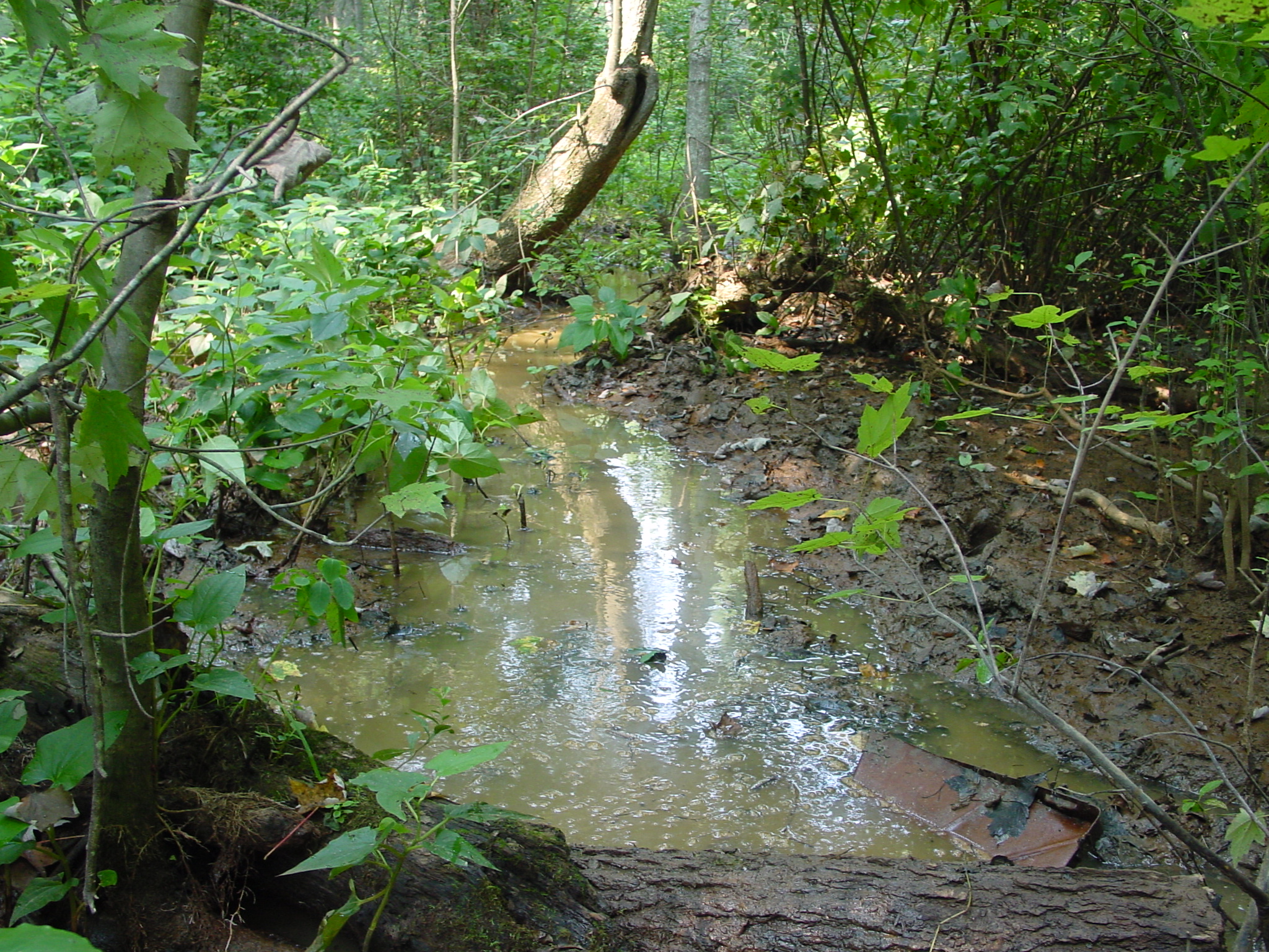 Field photo showing stream conditions at site STMA-105-R-2003-3