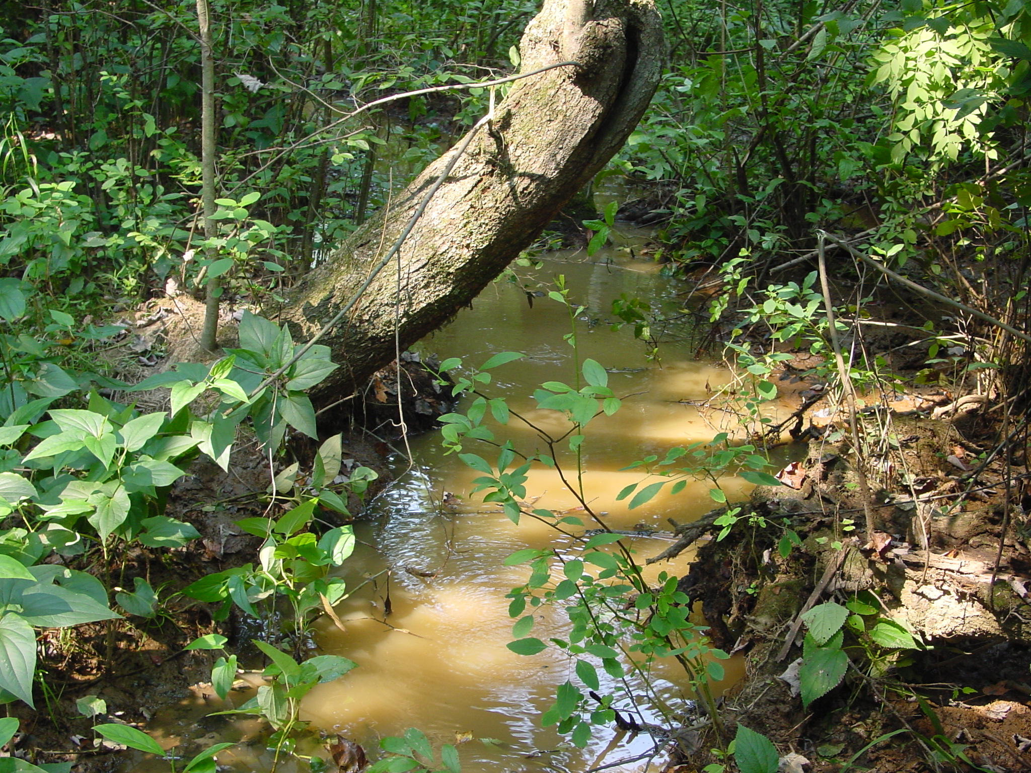Field photo showing stream conditions at site STMA-105-R-2003-4