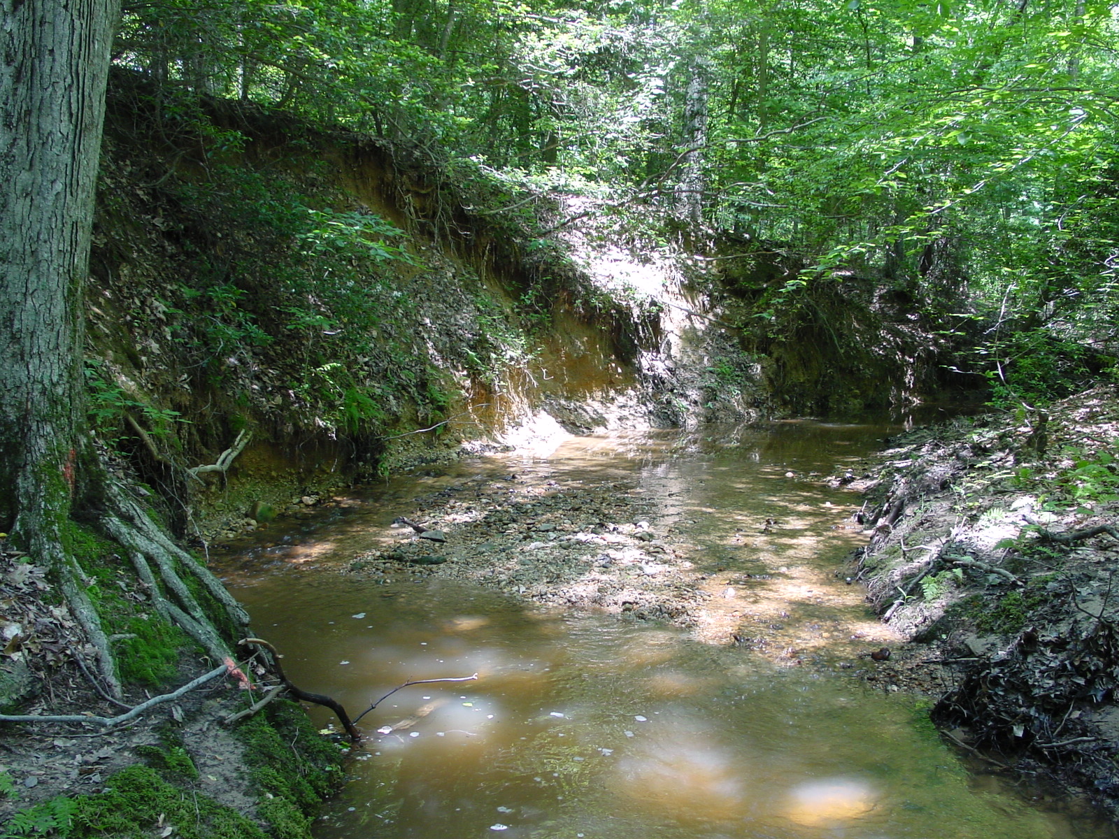 Field photo showing stream conditions at site STMA-113-R-2003-5