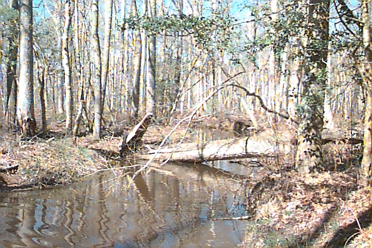 Field photo showing stream conditions at site STMA-202-R-2000-01