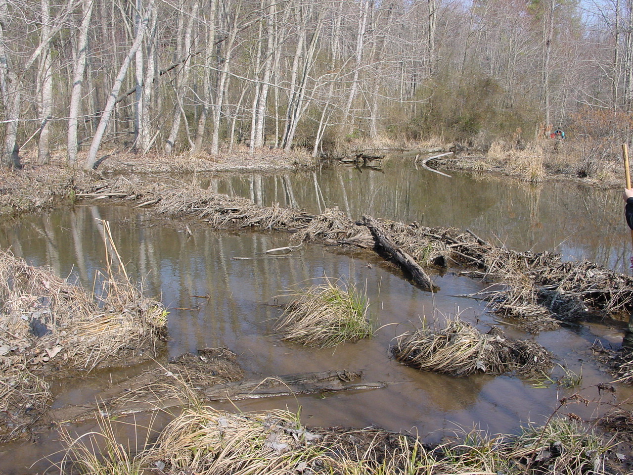 Field photo showing stream conditions at site STMA-218-R-2003-1