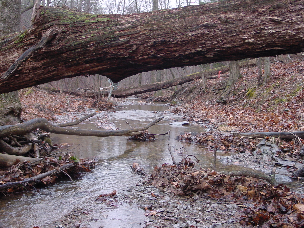 Field photo showing stream conditions at site TOWN-104-R-2002-2