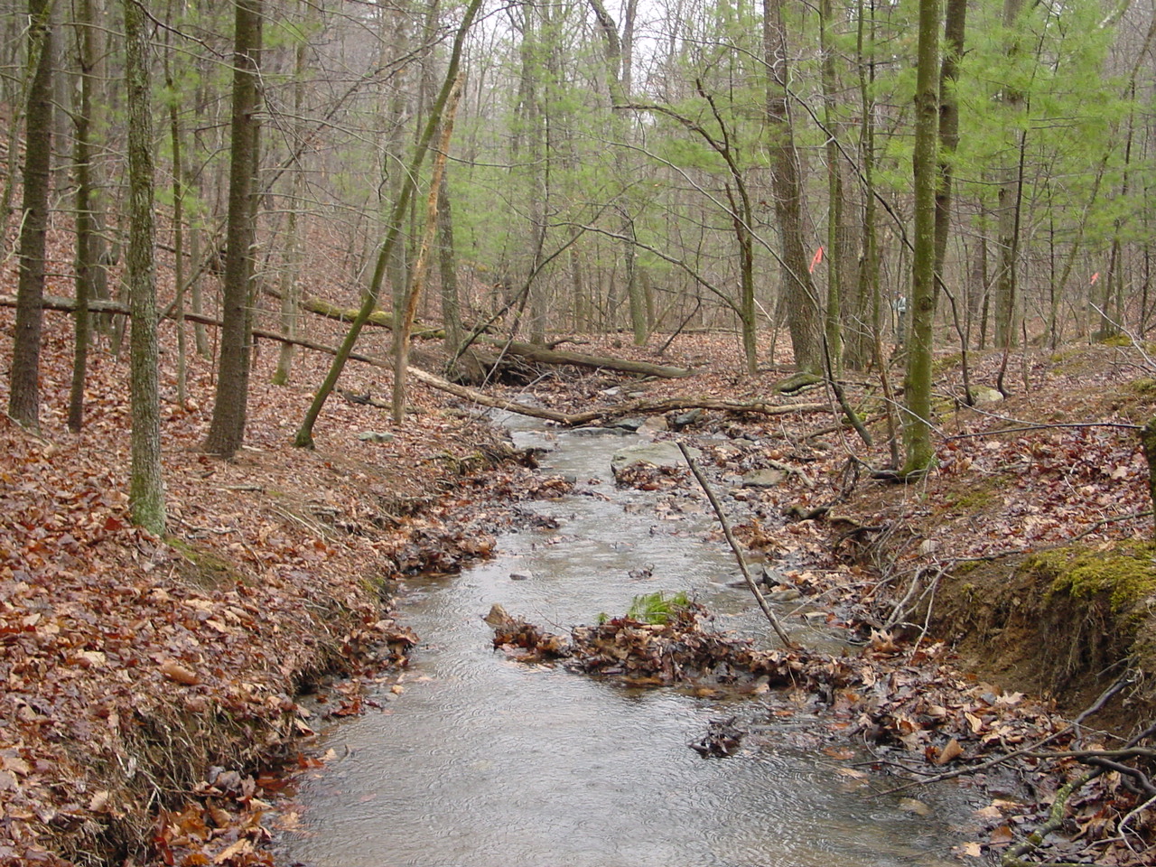 Field photo showing stream conditions at site TOWN-116-R-2002-1